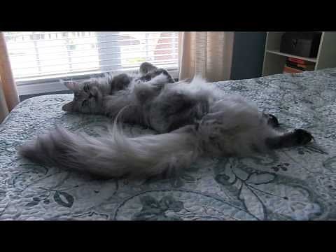 ENORMOUS Maine Coon Cat Sean Coonery Talking