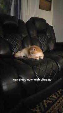 Leo wants to sleep 😴 💤 🙄