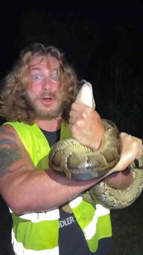 Catching invasive pythons!