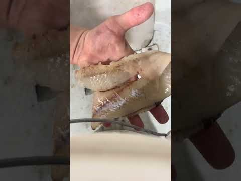 How to fillet panfish pt 2