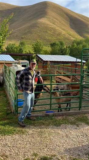 Meet the muscle behind our 2026 goat kids — Monkey, Tank, and 2-2. 🐐💪 These powerhouse breeding bucks are passing on strength, temperament, and trail genetics you can count on. ✅ Spring 2026 baby goats can be reserved now! Secure your future pack goat at Packgoats.com #packgoats #marcwarnke #rippleranch #mygoatstory #goats #goatadventures | packgoats.com