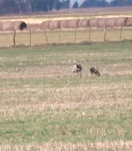 5.5K views · 94 reactions | ostrich vs dog#wildanimals #animal #animalworld #ostrich # dog | Animal World | Facebook