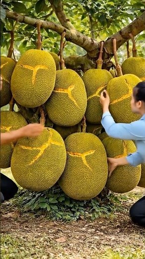 New technique for growing jackfruit trees to produce 100% more fruit#grow #grafting #jackfruit