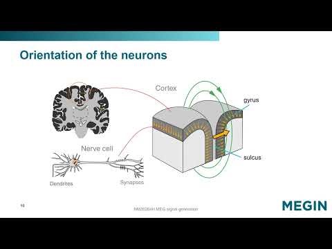 NM26264H MEG signal generation