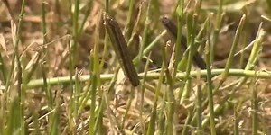 Fall armyworms showing up in Kansas
