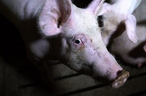 Our Investigations Into Slaughterhouses