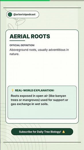 Why do some trees grow roots above ground? 🌳#treebiology #certifiedarborist