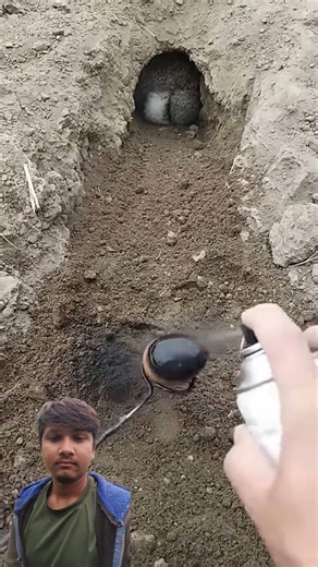 RABBIT MOM 🐇🐰 you can't guess how many to go in, Videos Cute moment you never know before #yt #625