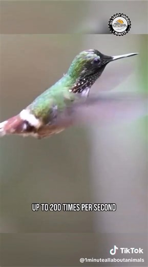 11K views · 789 reactions | Look at how small the bee hummingbird is compared to other hummingbirds. Video by @1minuteallaboutanimals | I Love Hummingbirds | Facebook