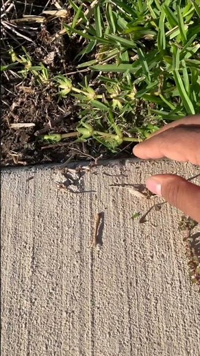 Fix St Augustine bare spots and make it dense