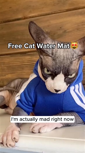 Bored Cat? This interactive Water Mat keeps them curious, entertained and comfortable all day long! | Aqua-Cats-USA