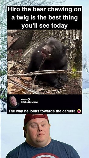 Bear Chewing On A Twig In The Woods