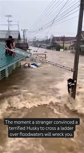 The moment a stranger convinced a terrified Husky to cross a ladder over floodwaters will wreck you.