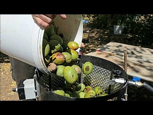 Things Are Very Easy with Walnut Peeling Machine