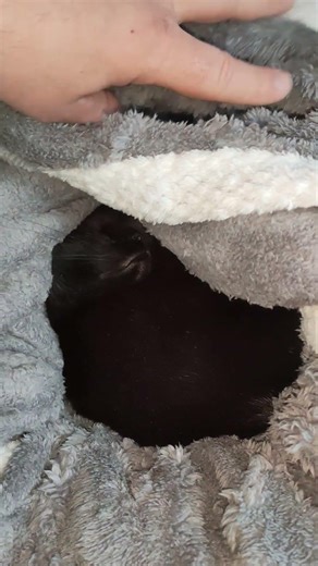 Котика ушла в глубокий сон ) #оле7 #ластёна #ласточка #котофейка #видосыоткота