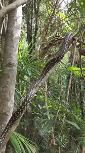 Amazing Snake Climbing Ability Explained! Carpet Pythons and many other species of both non venomous and venomous snakes are incredible climpers. We released a Carpet Python yesterday who decided to go for a climb at the release spot. Whilst the snake is climbing straight up the trunk of the tree I explain exactly how the snake does it. They are so strong and incredible animals. Stu 0409 536 000 | Sunshine Coast Snake Catchers 24/7