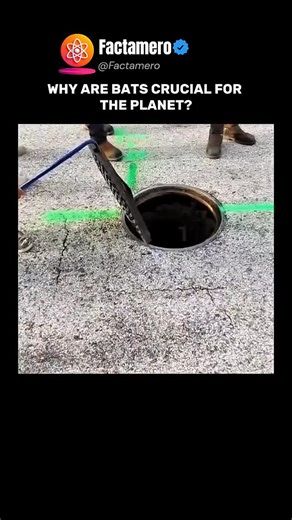 Factamero_ on Instagram: "Bats play a vital role in Earth’s ecosystems. They pollinate plants that produce bananas, mangoes, and agave. During flight, they spread seeds across vast areas. Every night, bats consume huge numbers of insects. Without them, ecosystems would struggle to survive. More fascinating facts here — @factamero Video author unknown. If you are the creator or rights holder, please contact us for credit or removal. Did you know bats were this important?"