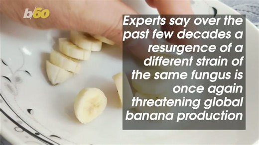 Scientific breakthrough could save the banana from extinction