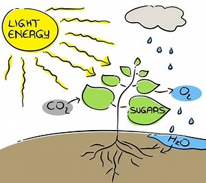 Photosynthesis