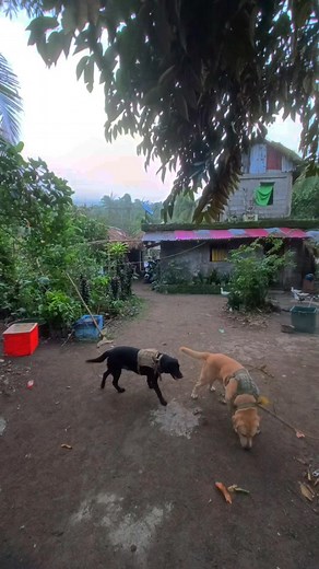 Probinsya🤙 | Mary Dee