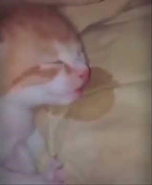 cat drooling while sleeping [meme]