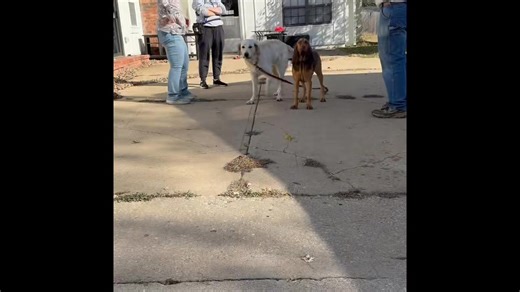 When I first met Ollie, he was a 9-month-old Pyrenees mix struggling with leash manners, keeping calm around new people, and most importantly, severe food aggression or “resource guarding.” His family put in the work and now he’s meeting dogs with ease, walking well on leash, and no longer picking fights over food with his canine brother or owners. Here’s what his paw-rents had to say: “Emily is so knowledgeable and professional. She listened and developed training techniques that were individua
