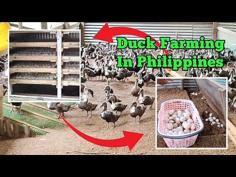 Duck Farming in Philippines | Incubation to Laying Egg