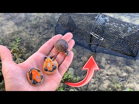 TURTLE TRAP CATCHES COLORFUL BABIES!