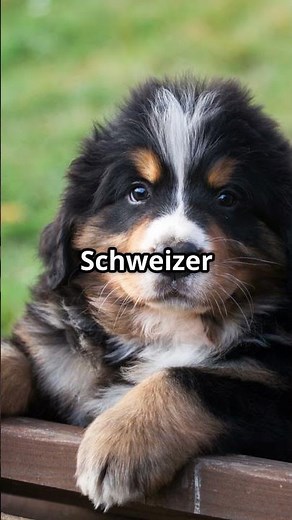 The Bernese Mountain Dog: A gentle giant with a heart of gold! 🐾🇨🇭