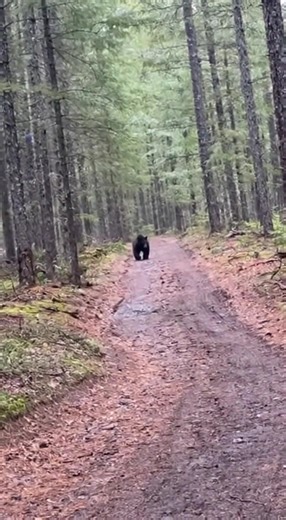 Filming from a parked car on a lonely snowy road, the moose looks safely far away… until it suddenly decides to walk straight at the hood. The camera shakes, breath fogs the glass, and the final bump feels way too close for comfort. #wildlife #moose #snow #closecall #animalencounter #nature #shorts #reels #viral #outdoors #roadtrip | Wild Animal Encounters