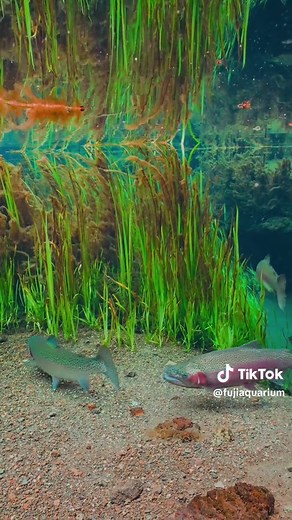 美しい水中世界の探索