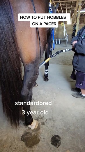 powerhousemastiff racing on TikTok