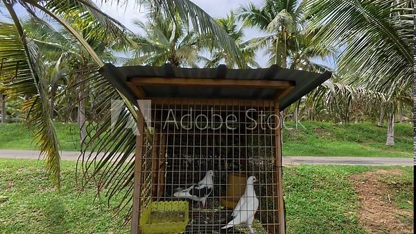 Small cages housing pet pigeons are carefully arranged in an open area. Each cage holds a single bird or a breeding pair.