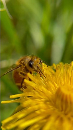 How bees collect pollen and nectar #pollen #bees #beekeeping #beekeeper #beehive