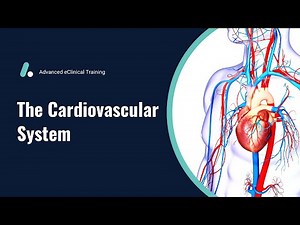 Cardiovascular System - Anatomy & Physiology Review