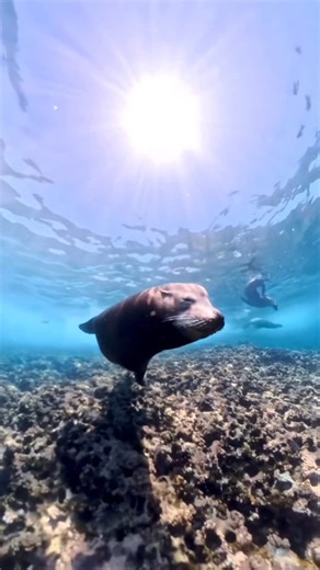 Derek Hough on Instagram: "Just out here trying to keep up with the local swim team. Swimming with sea lions is like doing laps with underwater golden retrievers 🐶🦭 Playful, curious, and way too fast for me to keep up!"