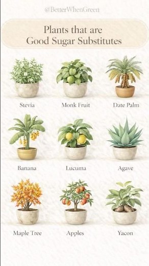 Plants that are Good Sugar Substitutes 🌿