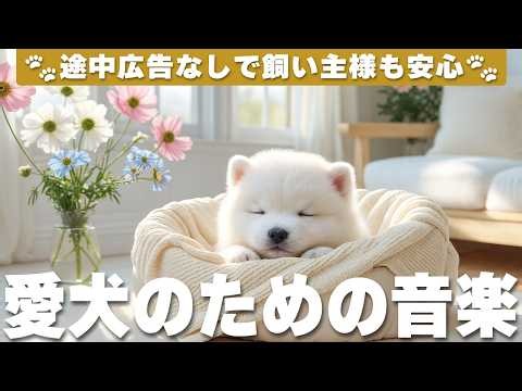 愛犬が落ち着く音楽 (12時間広告なし) 🐶 犬が好きな音楽 | 癒しピアノBGM / vol.1227