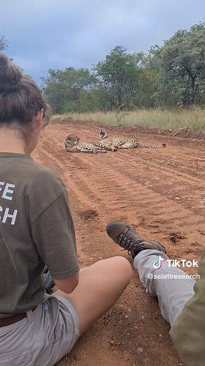 Cheetah Monitoring: Behavior Insights and Conservation Efforts
