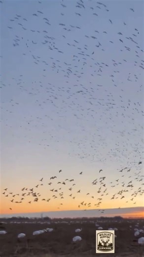 Самая интенсивная охота на гусей в истории #birdhunt #goosehunt #youtubeshort #hunting #geese #duck