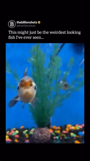 The Billion Shots™ on Instagram: "The ocean is home to some of the world’s most “alien” biology, with fish that have evolved bizarre physical traits to survive the crushing pressure and total darkness of the deep. One of the most famous is the Blobfish, which appears as a melting, gelatinous mass when brought to the surface; however, at its native depth of 4,000 feet, the pressure holds its low-density flesh into a normal, streamlined shape. Other species use extreme anatomy to hunt, such as the