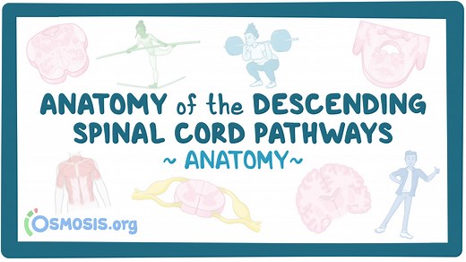 Anatomy of the descending spinal cord pathways: Video, Causes, & Meaning | Osmosis