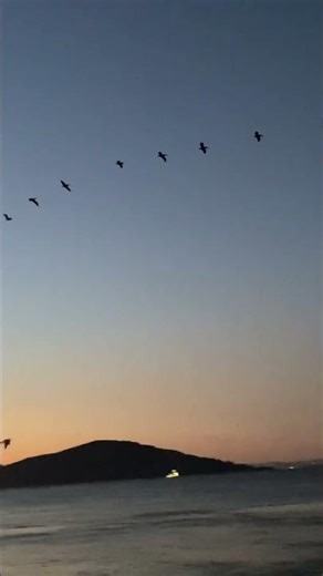 Pier 39 A fleet of pelicans fly over Alcatraz