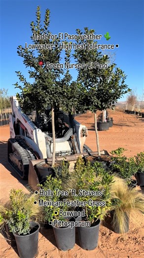 Explore Green Nursery El Paso for Plants & Trees