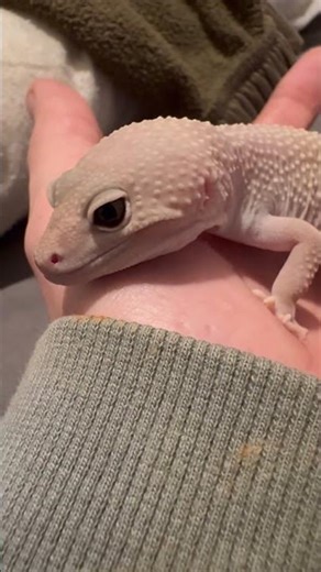 How Chill Is This Leopard Gecko?! 😍🦎
