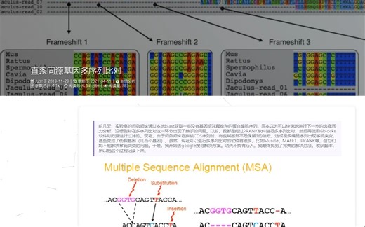 直系同源基因多序列比对 Comparative Genomics and Adaptive Evolution