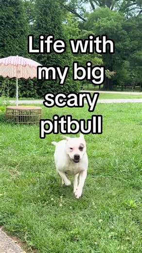 Molly Moo Cow Brightens Life with Big Scary Pitbull