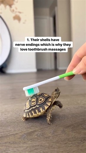 Turtle facts 🐢 #tortoise #tortoises #sea #beach #turtle #turtles #funny #saveEarth #AnimalLovers #nature #NaturePhotography #animallife #animallove #animallover #savetheplanet #wildlife #wildlifephotography #WildlifeAnimals #AnimalLovers | We, the humane