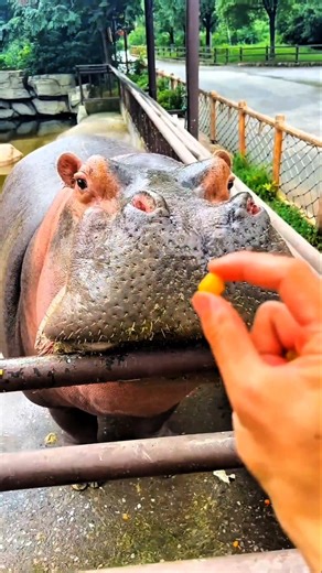 Zookeeper Keeps Tricking These Hippos 😆🦛 #trending #shortvideo