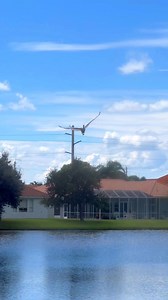 Slo Mo…so beautiful❣️#birdsflying #slomo #cranes #wildlife #florida | Alison Grundman